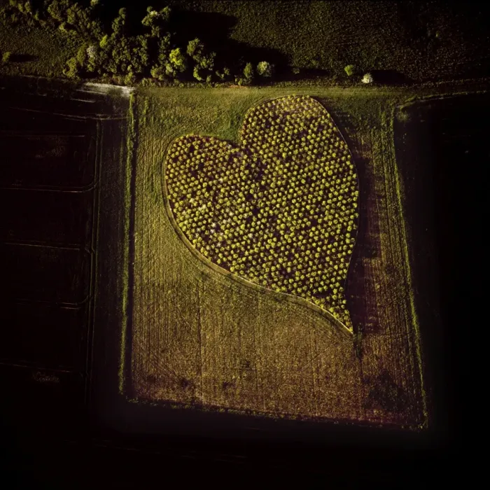 Framed Print : Aerial image of heart shape orchard, near Huish Hill earthwork, Oare, Wiltshire Framed Print : Aerial image of heart shape orchard, near Huish Hill earthwork, Oare, Wiltshire