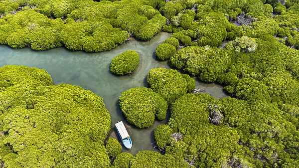 Aerial of the Mangrove forest, Farasan islands, Kingdom of Saudi Arabia, Middle East