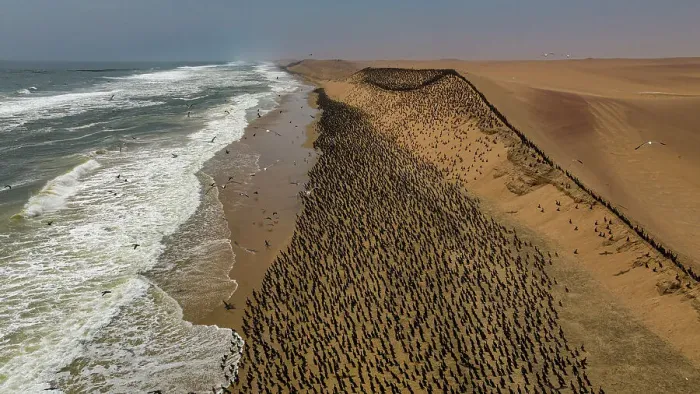 Framed Print : Aerial of massive numbers of Cormorants on the sand dunes along the Atlantic coast, Namibe (Namib) desert, Iona National Park, Namibe, Angola, Africa Framed Print : Aerial of massive numbers of Cormorants on the sand dunes along the Atlantic coast, Namibe (Namib) desert, Iona National Park, Namibe, Angola, Africa