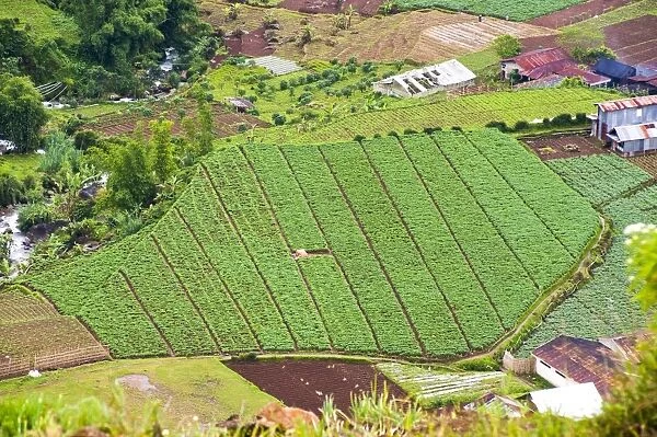 Aerial phot of vegetable fields at Wonosobo, Dieng Plateau, Central Java, Indonesia, Southeast Asia, Asia