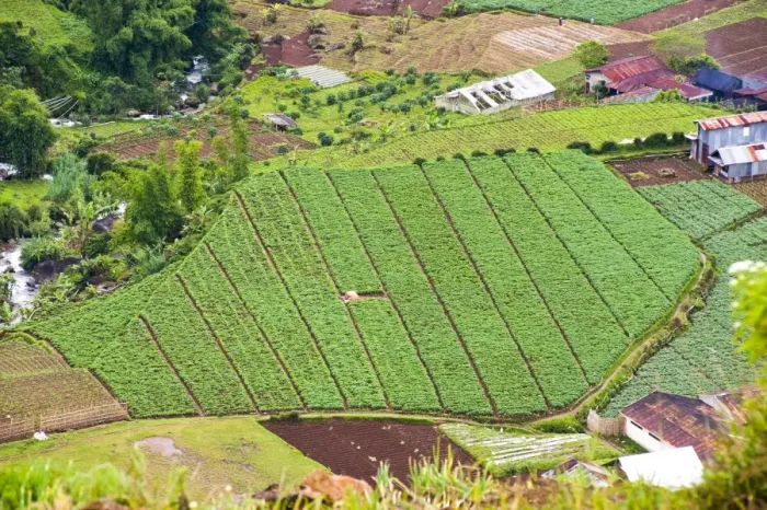 Framed Print : Aerial phot of vegetable fields at Wonosobo, Dieng Plateau, Central Java, Indonesia, Southeast Asia, Asia Framed Print : Aerial phot of vegetable fields at Wonosobo, Dieng Plateau, Central Java, Indonesia, Southeast Asia, Asia