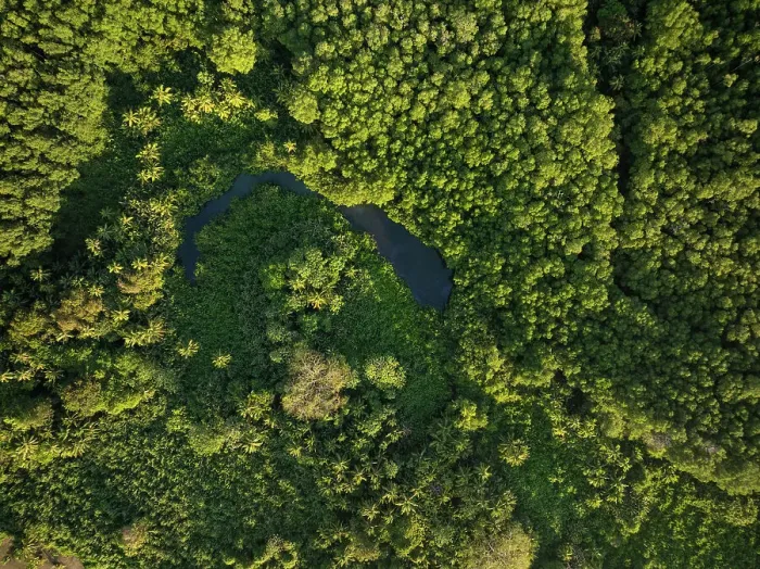 Framed Print : Aerial of trees near Uvita Beach, Marino Ballena National Park, Costa Rica, Central America