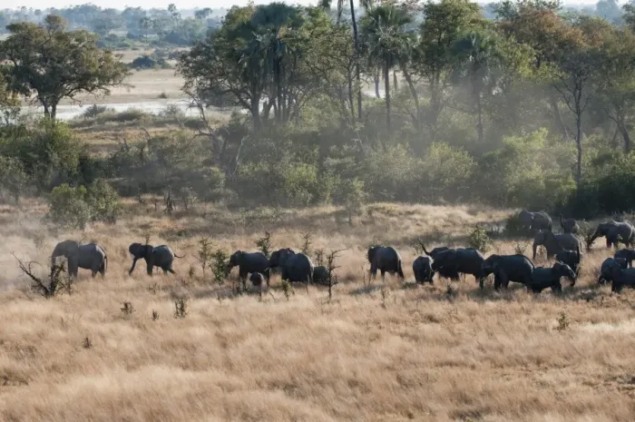 Framed Print : Aerial view of African elephant herd (Loxodonta africana) on Okavango Delta Framed Print : Aerial view of African elephant herd (Loxodonta africana) on Okavango Delta