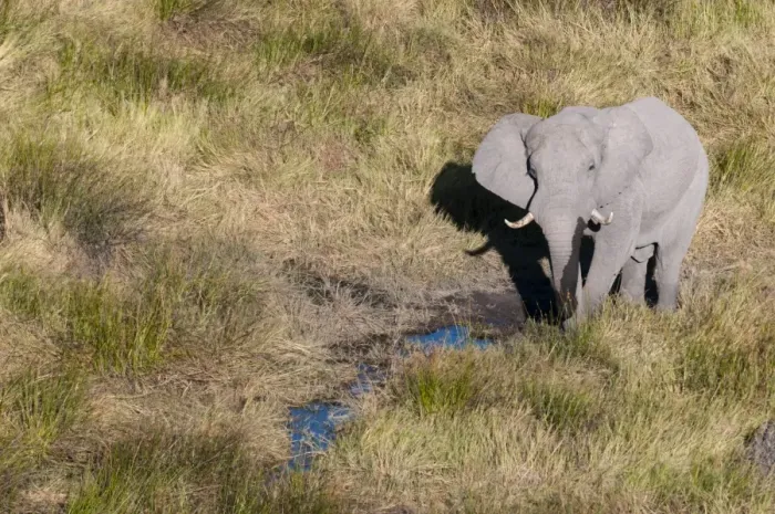 Framed Print : Aerial view of African elephant (Loxodonda africana), Okavango Delta, Botswana, Africa Framed Print : Aerial view of African elephant (Loxodonda africana), Okavango Delta, Botswana, Africa