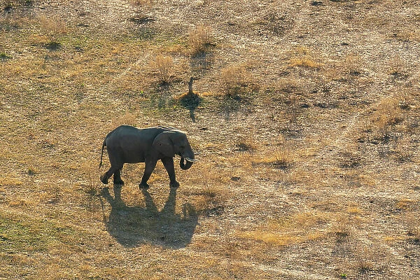 Aerial view of an African elephant (Loxodonta africana) walking in the Okavango Delta, UNESCO World Heritage Site, Botswana, Africa