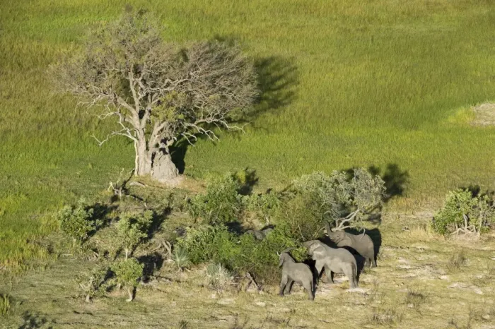 Framed Print : Aerial view of African elephants (Loxodonta africana), Okavango Delta, Botswana, Africa Framed Print : Aerial view of African elephants (Loxodonta africana), Okavango Delta, Botswana, Africa
