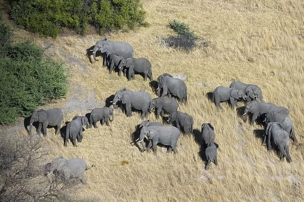 Aerial view of African elephants (Loxodonta africana), Okavango Delta, Botswana, Africa