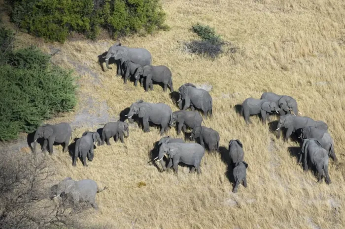 Framed Print : Aerial view of African elephants (Loxodonta africana), Okavango Delta, Botswana, Africa Framed Print : Aerial view of African elephants (Loxodonta africana), Okavango Delta, Botswana, Africa