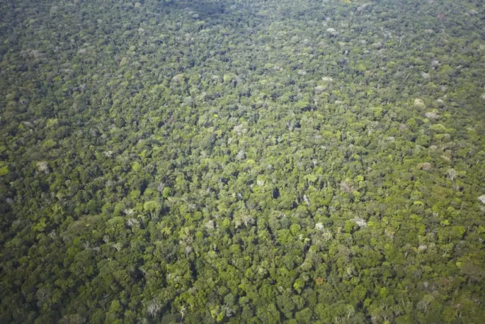 Framed Print : Aerial view of Amazon rainforest, Manaus, Amazonas, Brazil, South America Framed Print : Aerial view of Amazon rainforest, Manaus, Amazonas, Brazil, South America