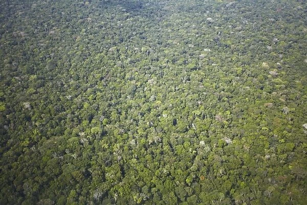 Aerial view of Amazon rainforest, Manaus, Amazonas, Brazil, South America