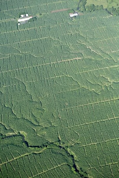 Aerial view of banana plantations in Costa Rica, Central America