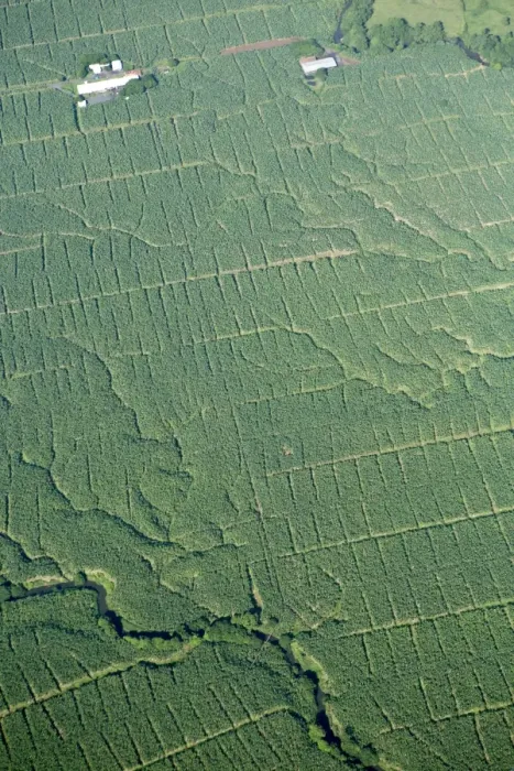 Framed Print : Aerial view of banana plantations in Costa Rica, Central America Framed Print : Aerial view of banana plantations in Costa Rica, Central America