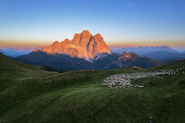Aerial view of the Conca di Mondeval with a herd of sheep grazing, and the massif of Pelmo mountain lit by the sunset, Giau Pass, Belluno Dolomites, Veneto region, Italy, Europe