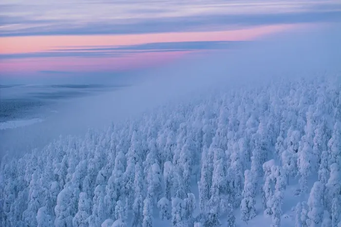 Framed Print : Aerial view of a forest completely covered in snow during a blue hour in Finnish Lapland, Finland, Europe Framed Print : Aerial view of a forest completely covered in snow during a blue hour in Finnish Lapland, Finland, Europe