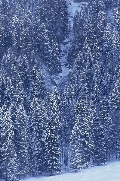 Aerial view over forest covered in snow