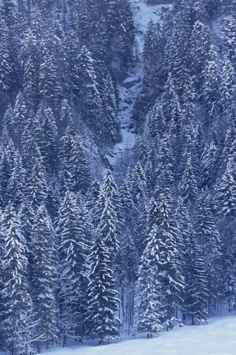 Framed Print : Aerial view over forest covered in snow Framed Print : Aerial view over forest covered in snow