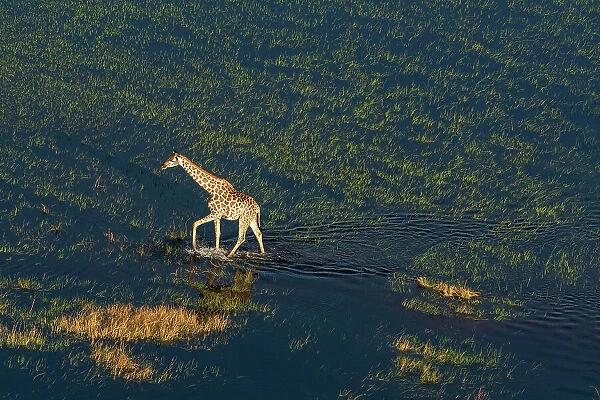 Aerial view of a giraffe (Giraffa camelopardalis) walking in the Okavango Delta, UNESCO World Heritage Site, Botswana, Africa