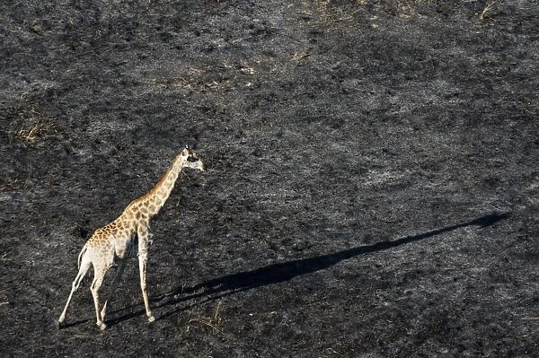 An aerial view of a giraffe (Giraffe camelopardalis) walking in the Okavango Delta after a bushfire