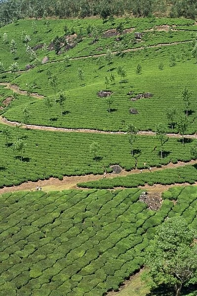 Aerial view of green landscape of tea gardens