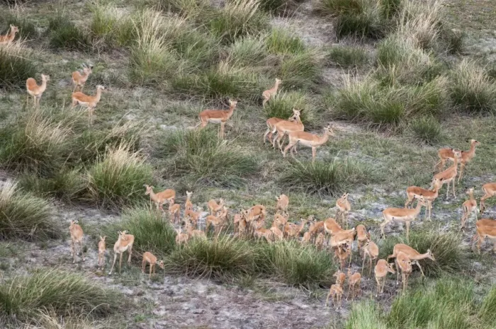 Framed Print : Aerial view of impala herd (Aepyceros melampus), Botswana, Africa Framed Print : Aerial view of impala herd (Aepyceros melampus), Botswana, Africa