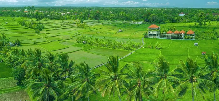 Framed Print : Aerial view of Kajeng Rice Field, Gianyar Regency, Bali, Indonesia, South East Asia, Asia Framed Print : Aerial view of Kajeng Rice Field, Gianyar Regency, Bali, Indonesia, South East Asia, Asia