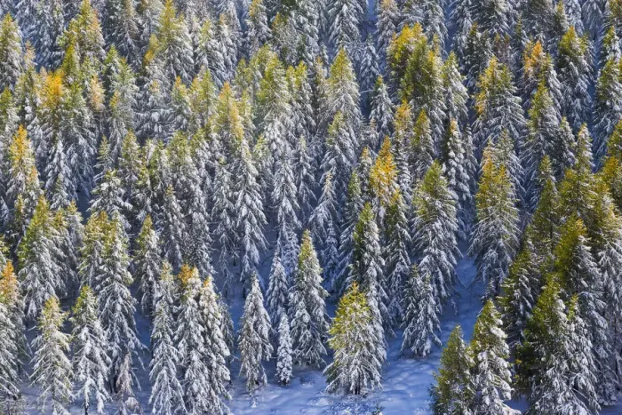 Framed Print : Aerial view of larches in the woods covered with snow during the fall season, Chiavenna Valley Framed Print : Aerial view of larches in the woods covered with snow during the fall season, Chiavenna Valley