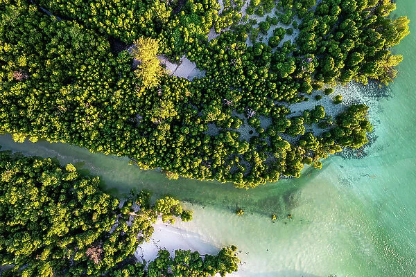 Aerial view of lush mangrove forest in the tropical lagoon, Pingwe, Chwaka Bay, Zanzibar, Tanzania, East Africa, Africa