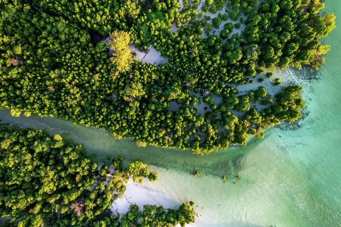 Framed Print : Aerial view of lush mangrove forest in the tropical lagoon, Pingwe, Chwaka Bay, Zanzibar, Tanzania, East Africa, Africa Framed Print : Aerial view of lush mangrove forest in the tropical lagoon, Pingwe, Chwaka Bay, Zanzibar, Tanzania, East Africa, Africa