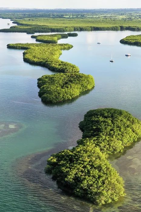Framed Print : Aerial view of mangrove swamp, Grand Cul-de-sac Marin, Sainte-Rose, Basse-Terre, Guadeloupe Framed Print : Aerial view of mangrove swamp, Grand Cul-de-sac Marin, Sainte-Rose, Basse-Terre, Guadeloupe