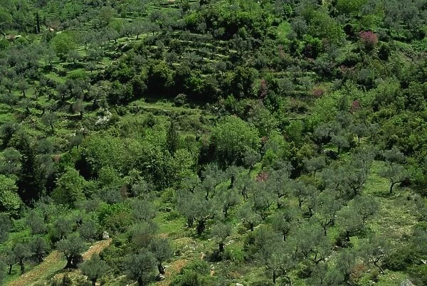 Aerial view of olive trees and terraces on the Peloponnese