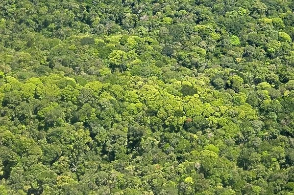 Aerial view of pristine rainforest canopy, Guyana, South America