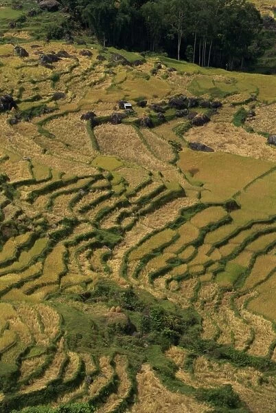 Aerial view over rice terraces