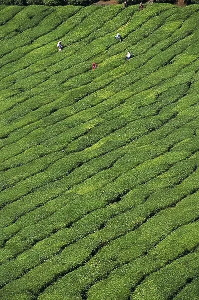 Aerial view of rows of tea bushes in tea gardens
