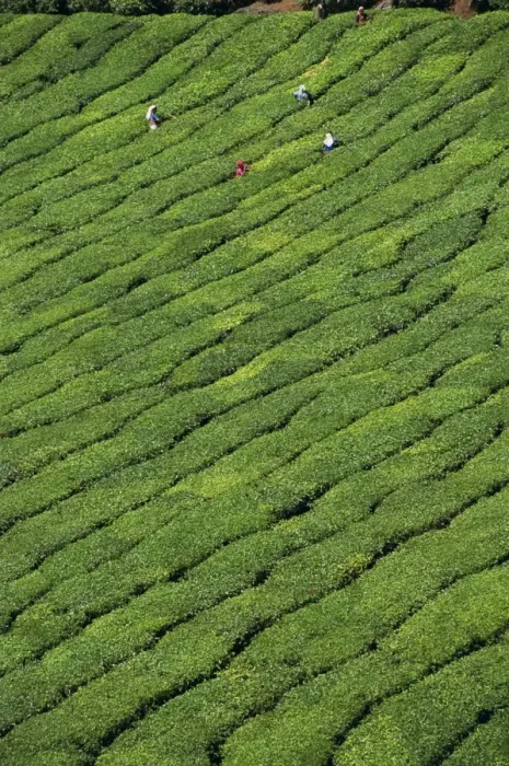 Framed Print : Aerial view of rows of tea bushes in tea gardens Framed Print : Aerial view of rows of tea bushes in tea gardens