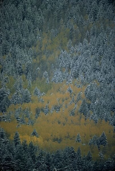 Aerial view over section of forest in autumn