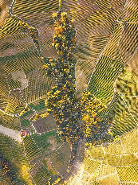 Aerial view taken from drone of the Langhe vineyards, on a beautiful autumn day, UNESCO World Heritage Site, Cuneo province, Piedmont, Italy, Europe
