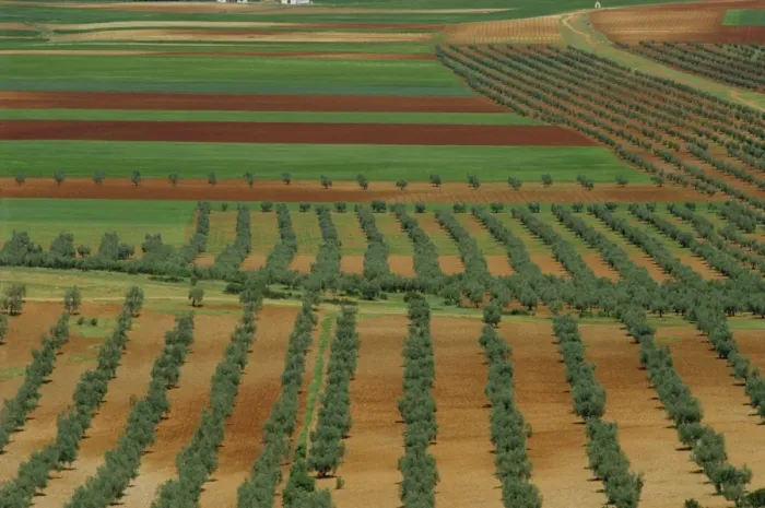 Framed Print : Aerial view of trees and farmland near Almagro in Castile la Mancha Framed Print : Aerial view of trees and farmland near Almagro in Castile la Mancha