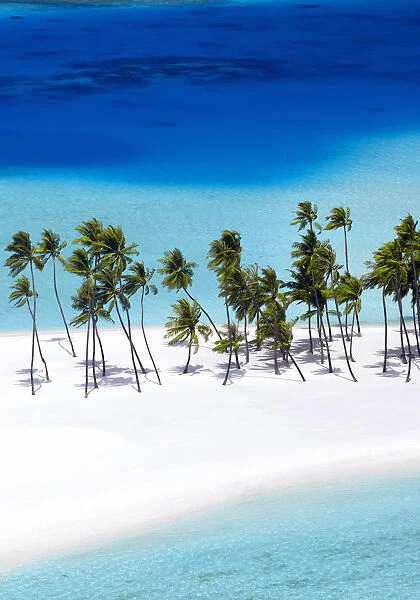 Aerial view of tropical beach and palm trees, The Maldives, Indian Ocean, Asia