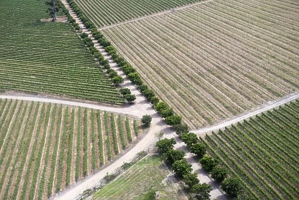Aerial view of vineyards near Hermanus and Walker Bay, Overberg, Western Cape, South Africa, Africa