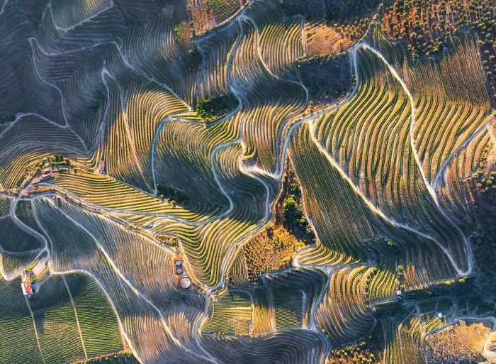 Framed Print : Aerial view of vineyards around Pinhao at sunset, Douro, Valenca do Douro, Viseu District, Portugal, Europe Framed Print : Aerial view of vineyards around Pinhao at sunset, Douro, Valenca do Douro, Viseu District, Portugal, Europe