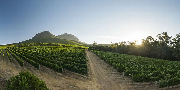 Aerial view of wine vineyards near Stellenbosch, Western Cape, South Africa, Africa
