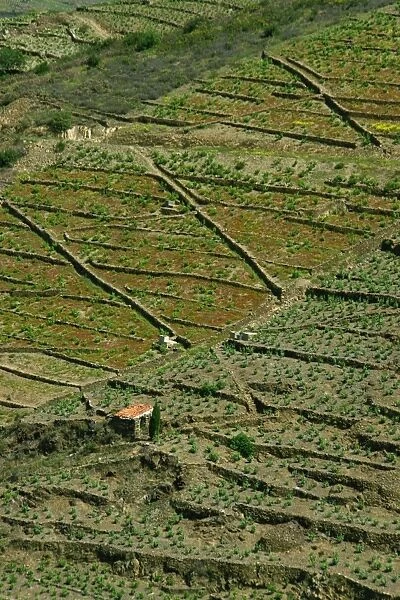 Aerial of vineyards on terraced land near Banyuls, Languedoc Roussillon, France, Europe