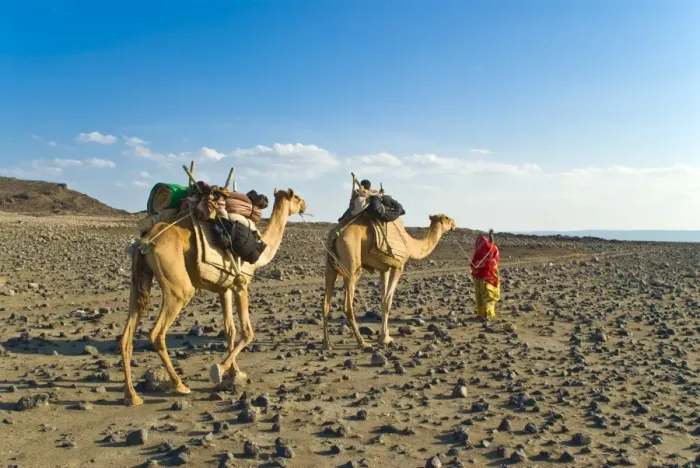 Framed Print : Afar tribeswoman with camels on her way home, near Lac Abbe, Republic of Djibouti, Africa Framed Print : Afar tribeswoman with camels on her way home, near Lac Abbe, Republic of Djibouti, Africa