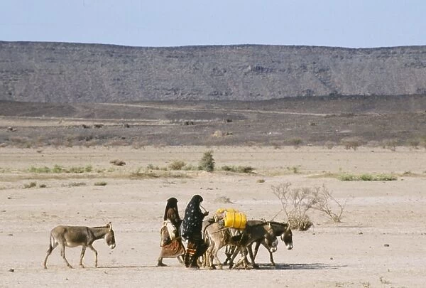Afar women with donkeys carrying water in very dry desert, Danakil Depression