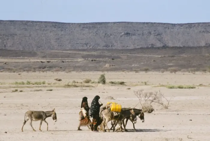 Framed Print : Afar women with donkeys carrying water in very dry desert, Danakil Depression Framed Print : Afar women with donkeys carrying water in very dry desert, Danakil Depression