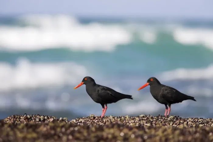 Framed Print : African black oystercatchers Framed Print : African black oystercatchers