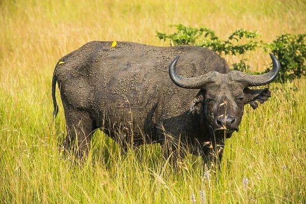 African buffalo (Cape buffalo) (Syncerus caffer), Queen Elizabeth National Park, Uganda, East Africa, Africa