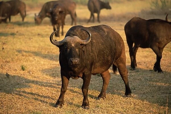 African buffalo (Cyncerus caffer)