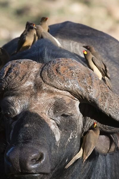 African buffalo (Syncerus caffer) with yellow-billed oxpeckers (Buphagus africanus)