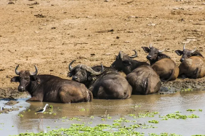 Framed Print : African buffalos (Cape buffalo) (Syncerus caffer), Queen Elizabeth National Park, Uganda, East Africa, Africa Framed Print : African buffalos (Cape buffalo) (Syncerus caffer), Queen Elizabeth National Park, Uganda, East Africa, Africa